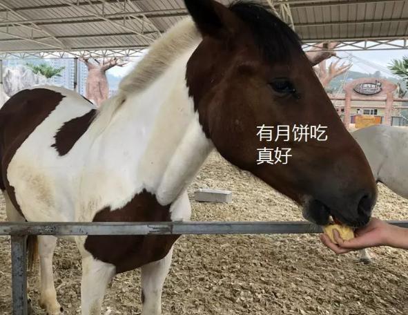 今天晚9點(diǎn)30開特馬，特馬今晚9點(diǎn)30揭曉！