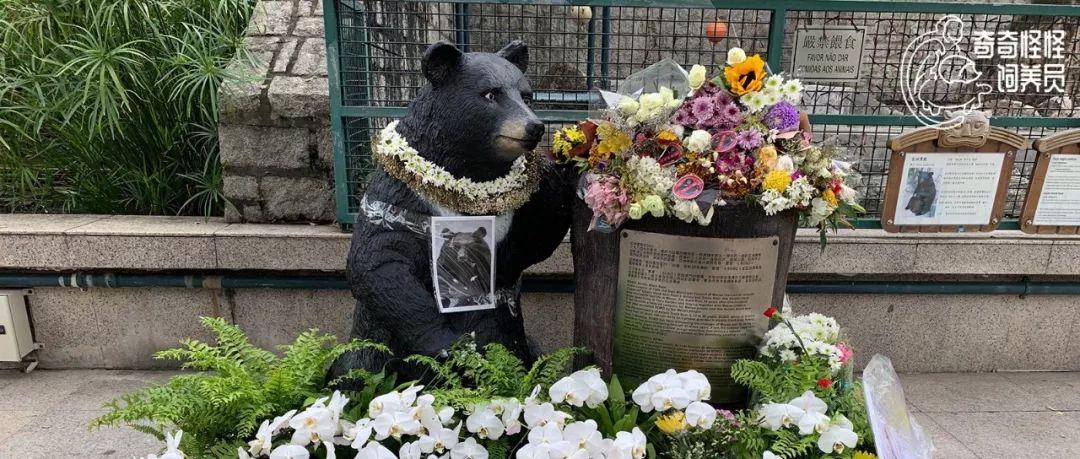 澳門開獎直播直播平臺，澳門開獎直播在線直播平臺