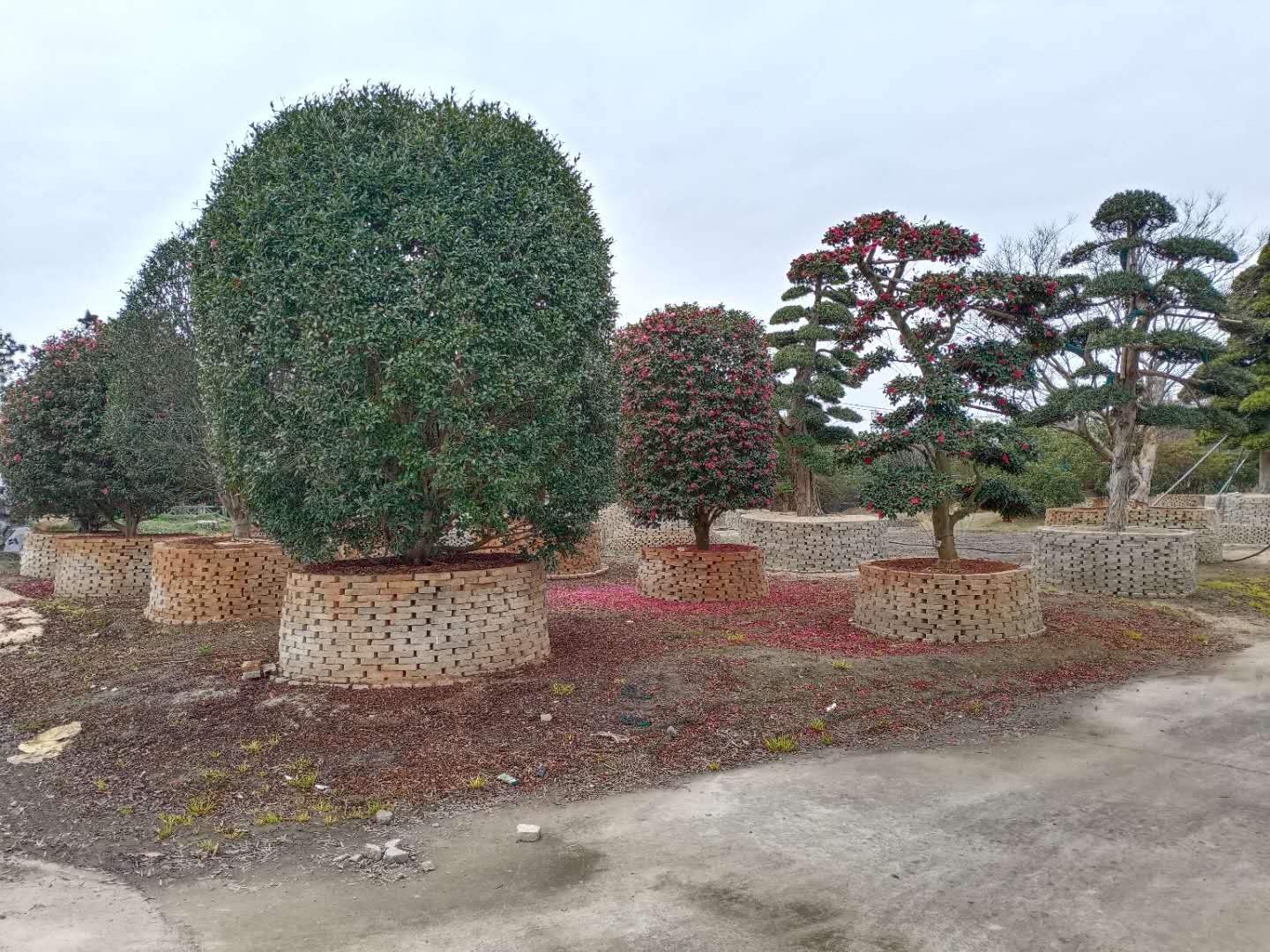 2004新澳門天天開好彩大全大，回顧與解析，澳門彩票回顧與解析，揭秘2004年天天開好彩內(nèi)幕