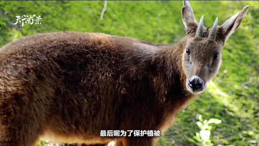 新澳2025今晚開獎(jiǎng)資料四不像，新澳2025今晚開獎(jiǎng)資料獨(dú)家解析四不像現(xiàn)象