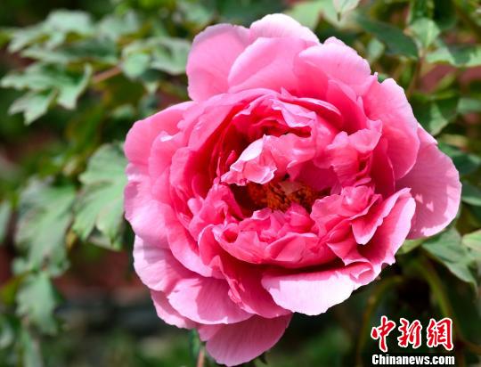 六和彩開碼資料2025開獎(jiǎng)1月21日，六和彩開獎(jiǎng)資料，2025年1月21日開獎(jiǎng)結(jié)果揭曉