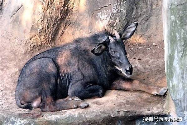 今晚澳門特馬開什么今晚四不像，澳門特馬今晚開獎(jiǎng)結(jié)果及四不像分析