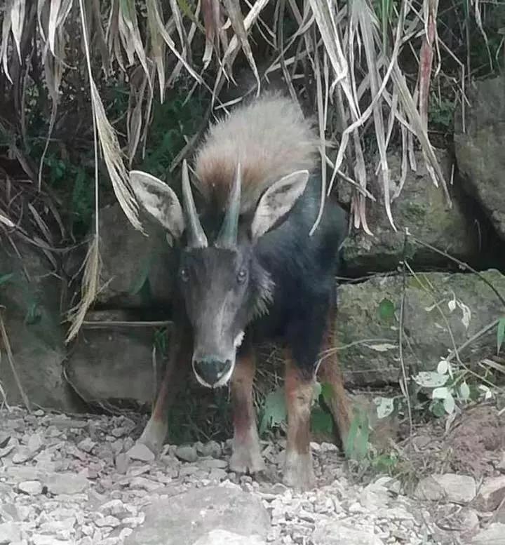 揭秘四不像特肖圖，揭秘神秘四不像特肖圖